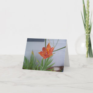 Cartão Foto aproximada de um Blackberry Lily Flower laran