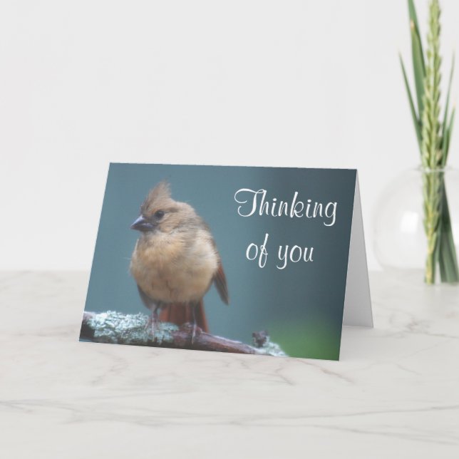 Cartão Foto cardeal jovem (Frente)