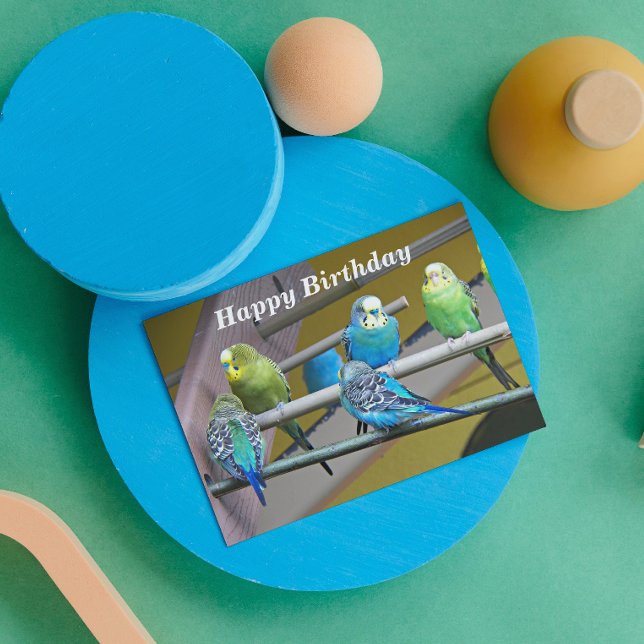 Cartão Foto Colorida De Periquitos De Todo O Aniversário (In Situ)