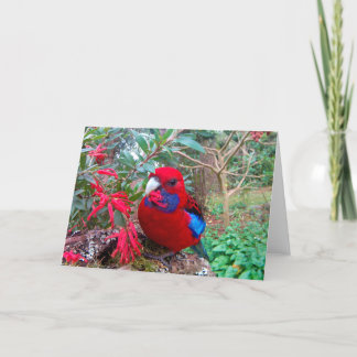 Cartão Foto colorida de um Crimson Rosella.