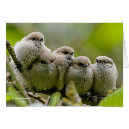 Cartão Foto da Família Songbird, Cute Bushtits