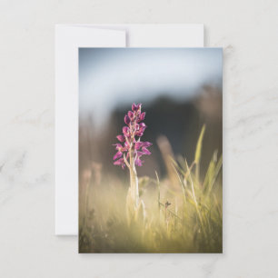 Cartão Foto da Natureza da Orquídea Selvagem