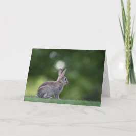 Cartão Foto da Natureza de Coelho