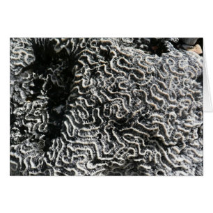 Cartão Foto da natureza do Abstrato Black and White Coral