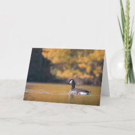 Cartão Foto da natureza do ganso do Canadá
