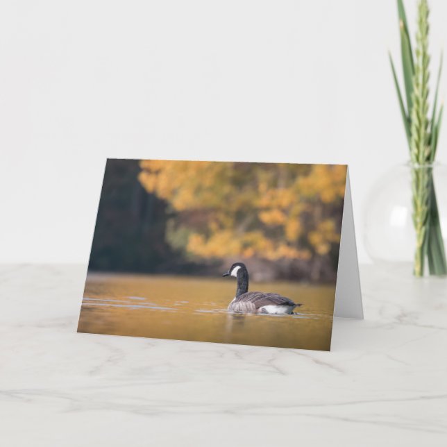 Cartão Foto da natureza do ganso do Canadá (Frente)