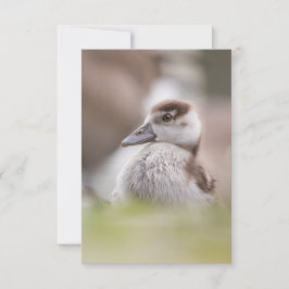 Cartão Foto da Natureza do Pintinho Goose