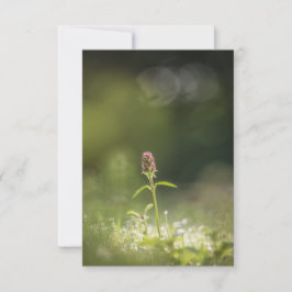 Cartão Foto da natureza do Prunella Flower