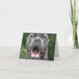 Cartão Foto da placa Cane Corso