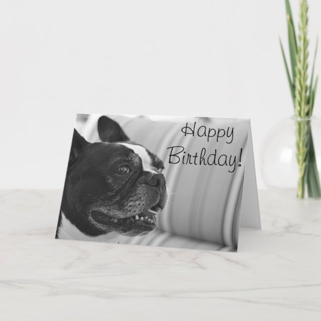 Cartão Foto de Boston Terrier (Frente)