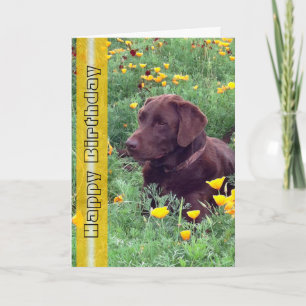 Cartão Foto de Cachorro do Aniversário, Bonitão Labrador 