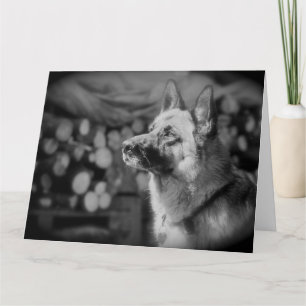 Cartão Foto de Cão Alsaciano Preto e Branco