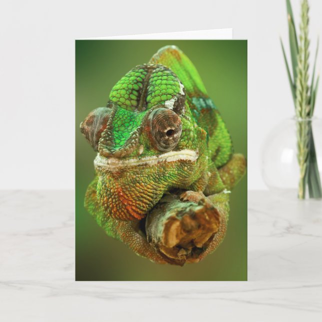 Cartão Foto de Chameleon (Frente)
