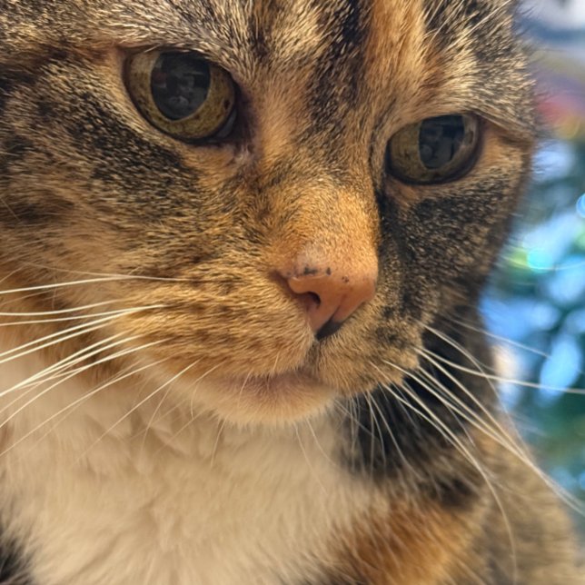 Cartão Foto de cor do gato que relaxa (Criador carregado)