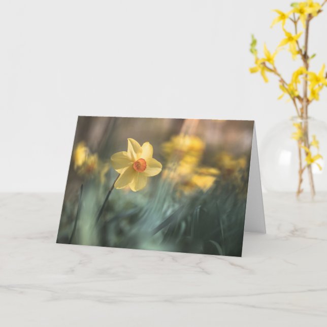 Cartão Foto de Daffodil natural de Flor Amarelo (Flor Amarela)