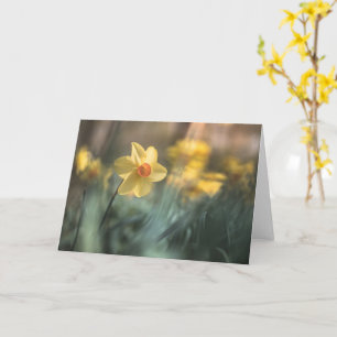 Cartão Foto de Daffodil natural de Flor Amarelo