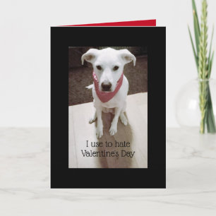 Cartão Foto de Dia de os namorados de Cachorro Engraçado