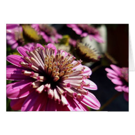 Cartão Foto de encerramento da margarida africana rosa Pu