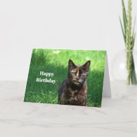 Foto de gato de TortoisesInferno Castanho Bonito