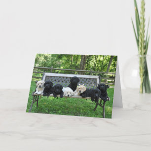 Cartão Foto de Honor Litter Bench