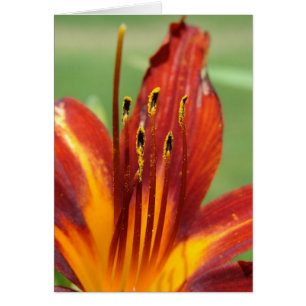 Cartão Foto de Macro de Daylily
