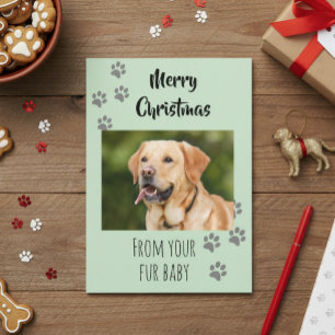 Cartão Foto de Natal Cachorro Gato Pet Bebê Peludo