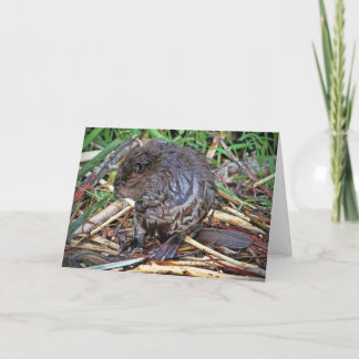 Cartão Foto do Baby Beaver