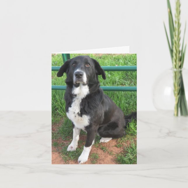 Cartão Foto do cão-abrigo (Frente)