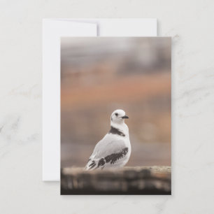 Cartão Foto do Jovem Kittiwake Bird Nature