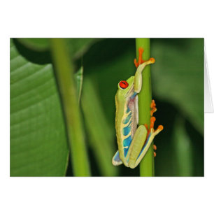 Cartão Foto do sapo de árvore