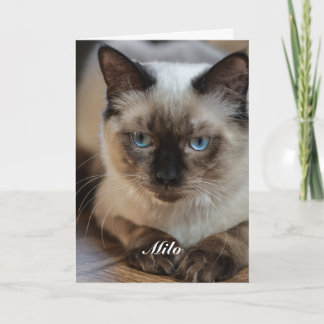 Cartão Foto e Nome de Gato Ragdoll Personalizado