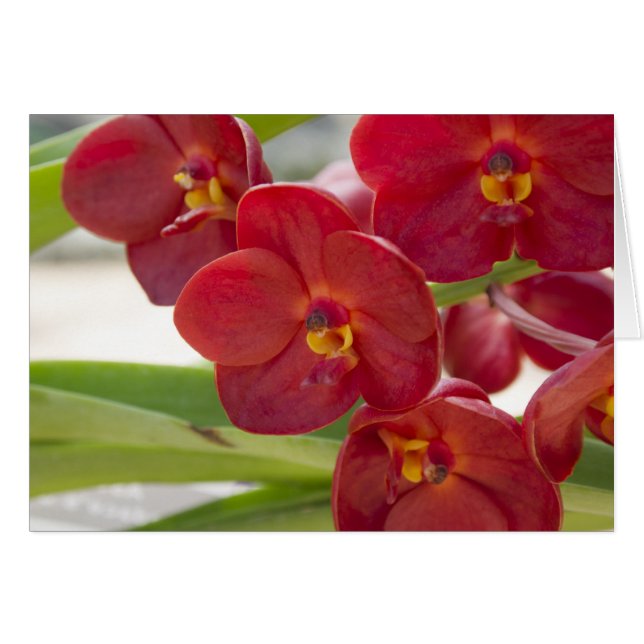 Cartão Foto Elegante Red Orchids (Frente horizontal)