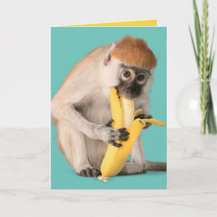 Cartão Foto engraçada de um macaco giro comendo uma banan