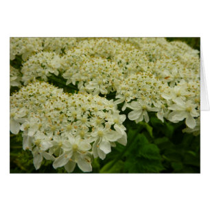 Cartão Foto Floral de Lace Wildflower da Rainha Anne