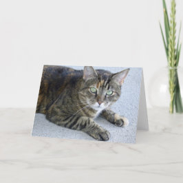 Cartão Foto Gato de Tabby