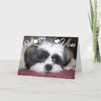 Foto Imagem do Cão Shih Tzu Eu Te Amo