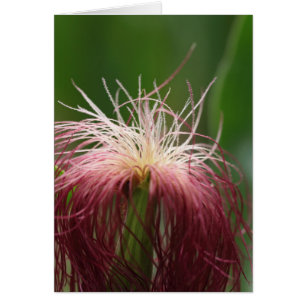 Cartão Foto macro de uma flor de milho fêmea.