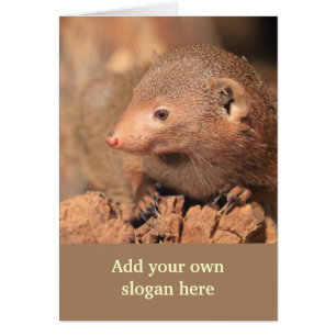 Cartão Foto Mongoose para personalizar a si mesmo