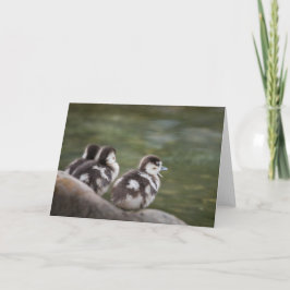 Cartão Foto natural de Pintinhos bonitos