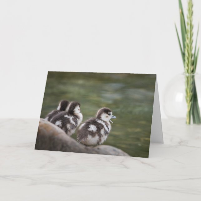 Cartão Foto natural de Pintinhos bonitos (Frente)