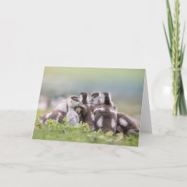 Cartão Foto natural dos Pintinhos gansos