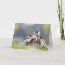 Cartão Foto natural dos Pintinhos gansos