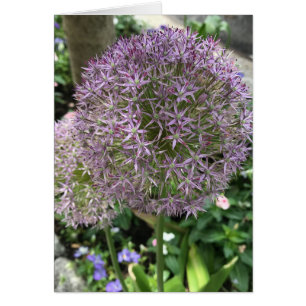 Cartão Foto NYC do Jardim de Allium, Flores Roxos bonito