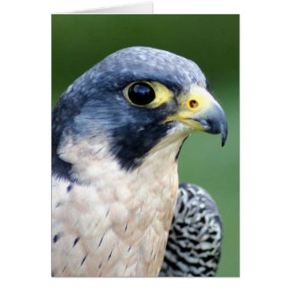 Cartão Foto Peregrine Falcon Face