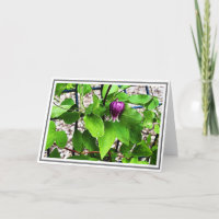 Fotografar Folhagem Verde Roxo-Púrpura Clematis