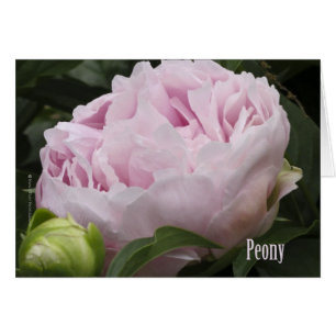 Cartão Fotografia cor-de-rosa da peônia