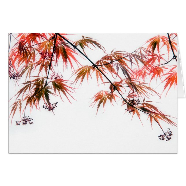 Cartão Fotografia da arte japonesa Red Maple (Frente Horizontal)