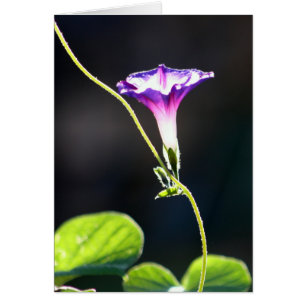 Cartão Fotografia da corriola da "glória"