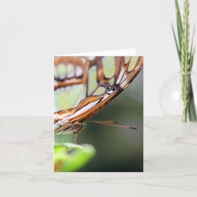 Cartão Fotografia da Face de Borboleta na Natureza Nota (Frente)