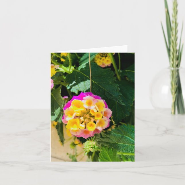 Cartão Fotografia da flor amarela e rosa (Frente)